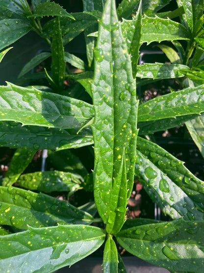 Aucuba himalaica var. dolichophylla