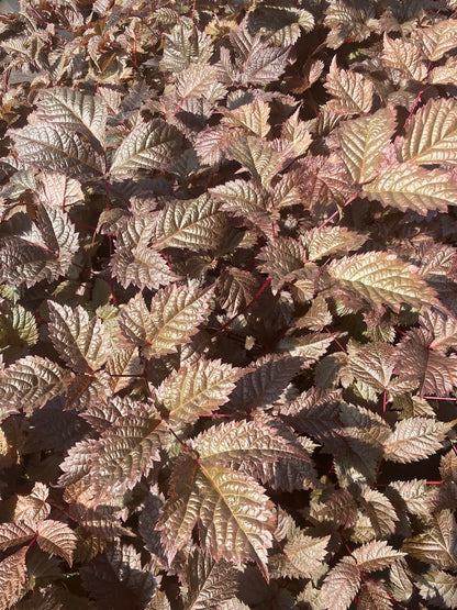 Astilbe thunbergii 'Chocolate Shogun'