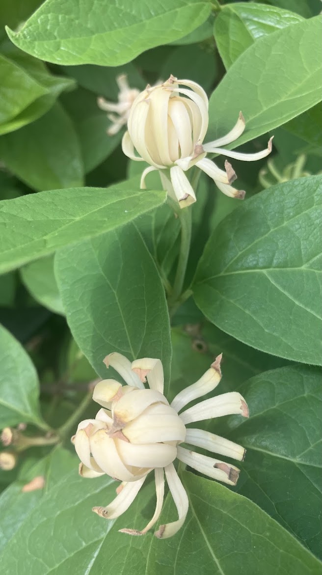 Calycanthus floridus 'Athens'