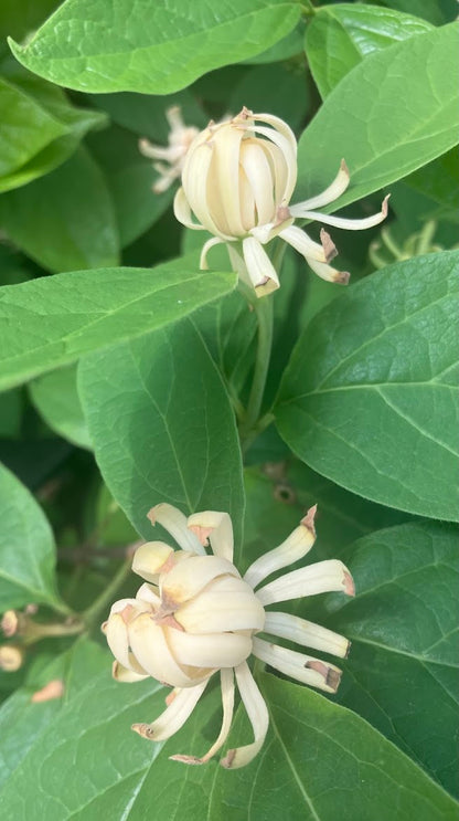 Calycanthus floridus 'Athens' Sweetshrub