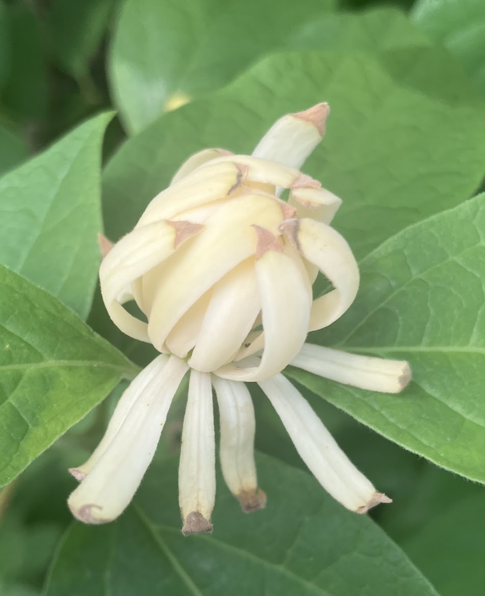 Calycanthus floridus 'Athens'