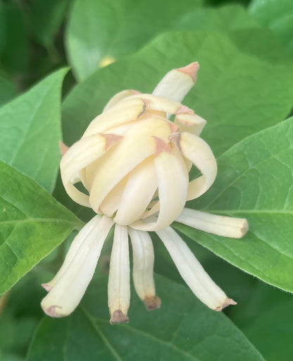 Calycanthus floridus 'Athens' Sweetshrub