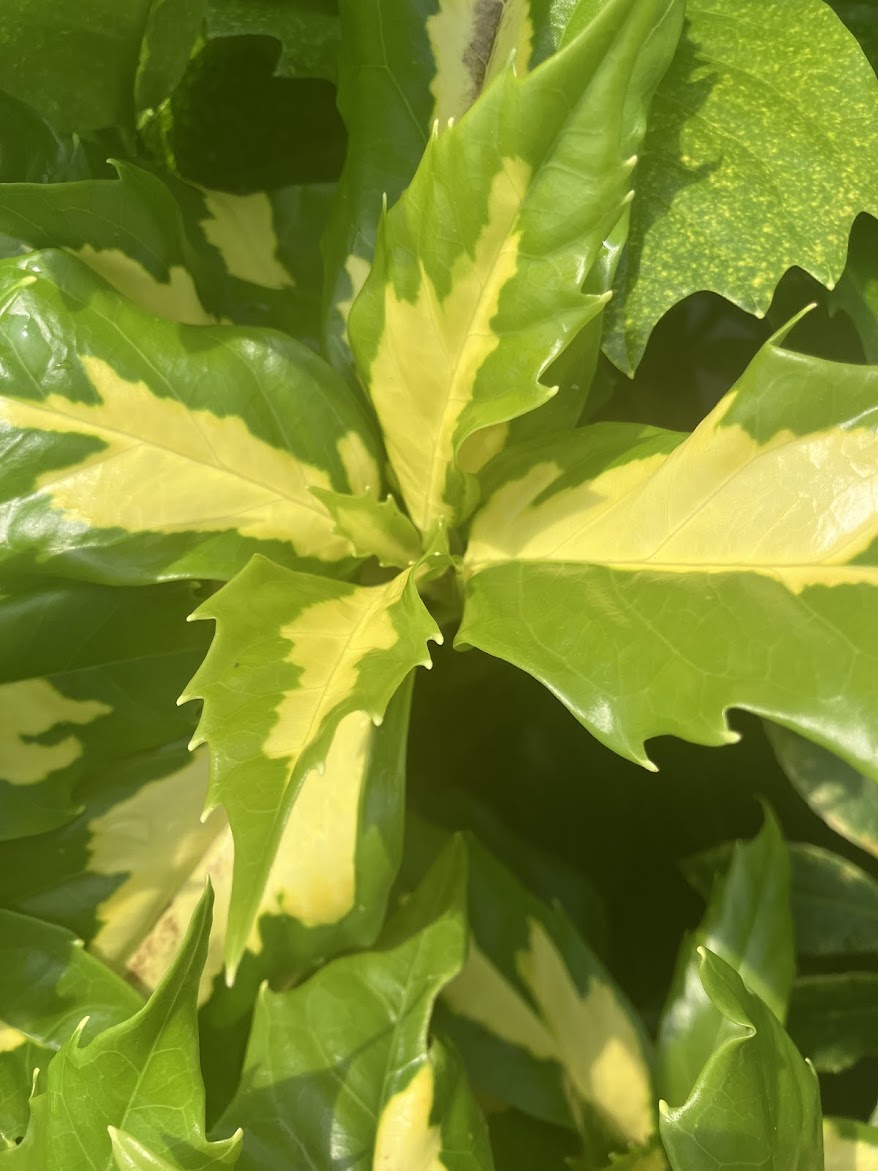 Aucuba japonica 'Meigetsu' Garden Treasures Nursery