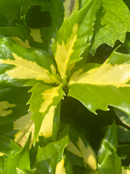 Aucuba japonica 'Meigetsu'