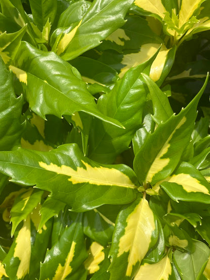 Aucuba japonica 'Meigetsu'