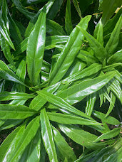 Aucuba japonica 'Fujikawa'