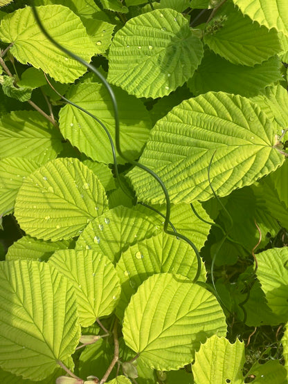 Corylopsis spicata 'Golden Spring'