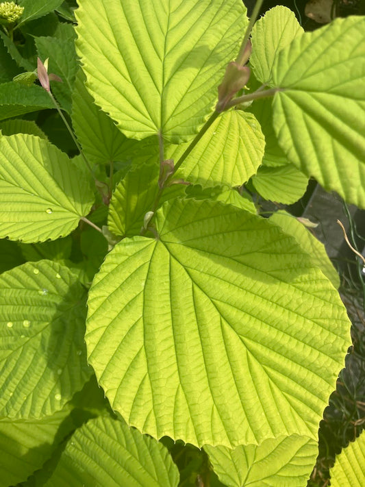 Corylopsis spicata 'Golden Spring'
