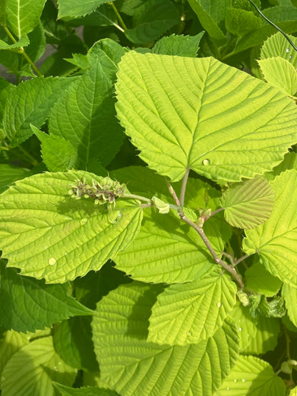 Corylopsis spicata 'Golden Spring'