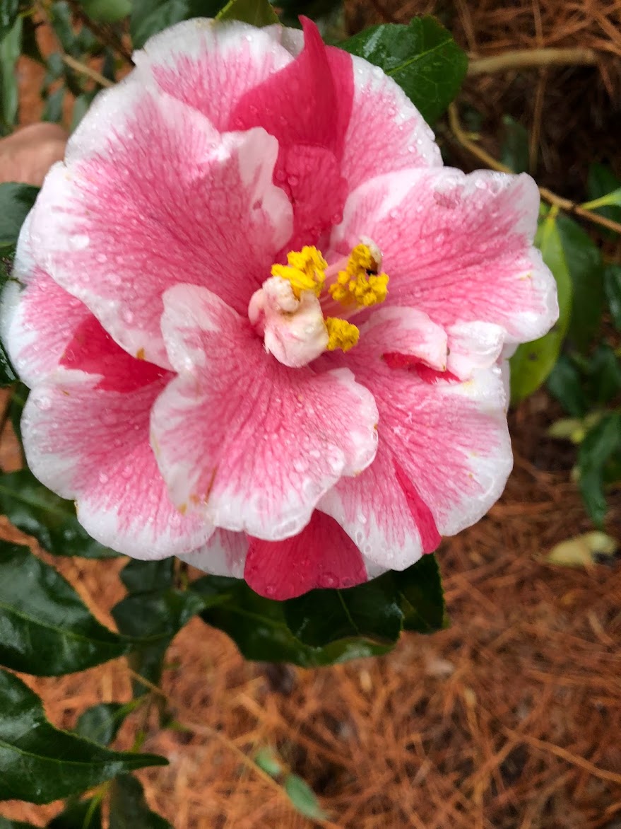 Camellia japonica 'Yours Truly'