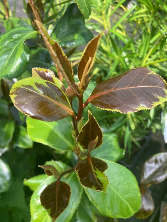 Camellia japonica ‘Mars Attack’ - EXCLUSIVE NEW RELEASE, GARDEN TREASURES INTRODUCTION.  VERY RARE!