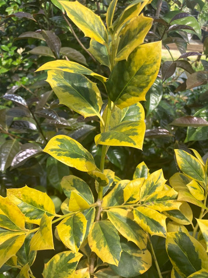 Ilex x 'Phillip Watson'