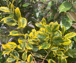 Ilex x 'Phillip Watson'