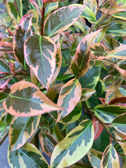 Camellia 'Gordon's Flash' - EXCLUSIVE NEW RELEASE