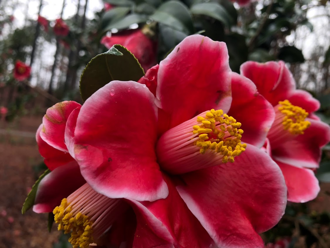 Camellia 'Tama Electra'