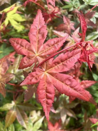 Acer palmatum 'Oki Kasane' Japanese Maple