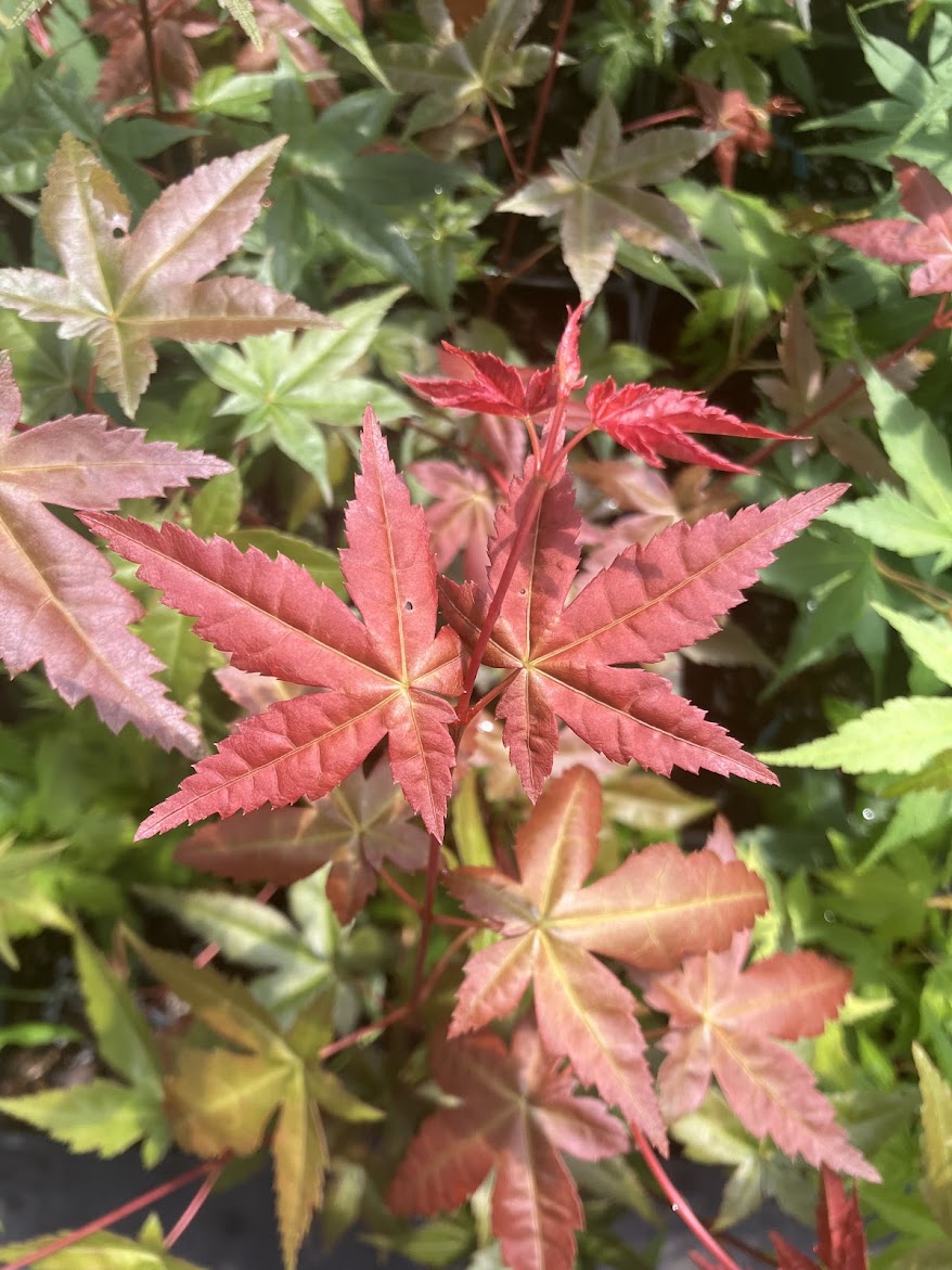 Acer palmatum 'Oki Kasane' Japanese Maple