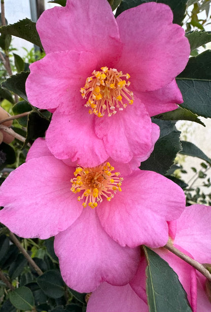 Camellia x 'Rosa Marie' NEW