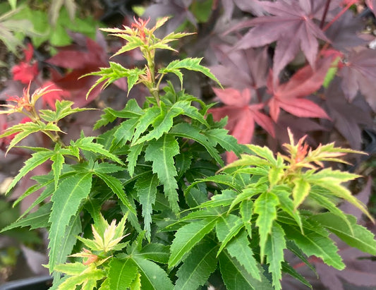 Acer palmatum 'Hupp's Dwarf'