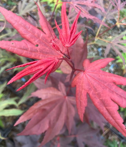 Acer palmatum 'Ruth's Red'