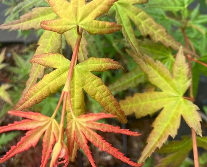 Acer palmatum 'Coral Magic'