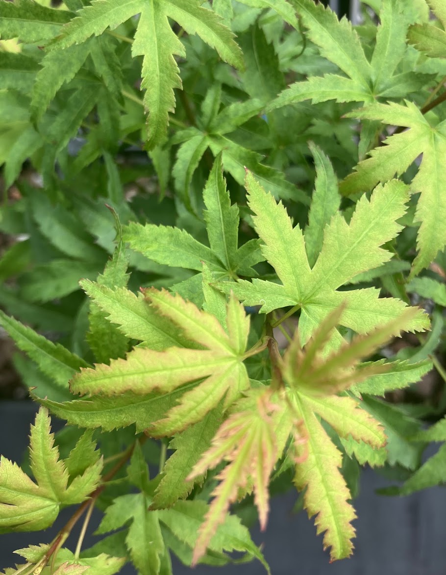 Acer palmatum 'Akita Yatsubusa'