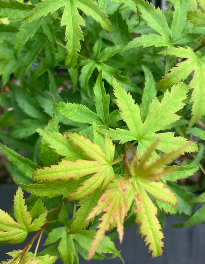 Acer palmatum 'Akita Yatsubusa'