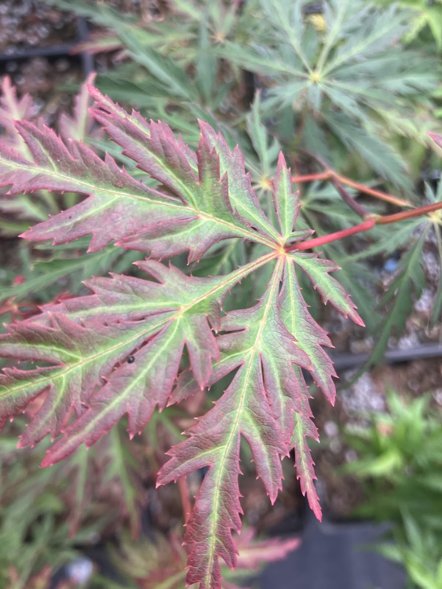Acer palmatum 'Jeddeloh Orange'