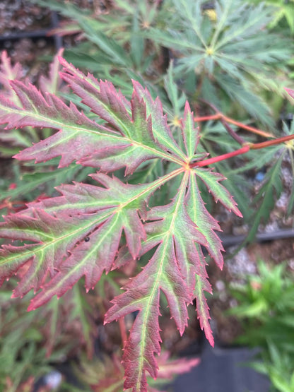 Acer palmatum 'Jeddeloh Orange'