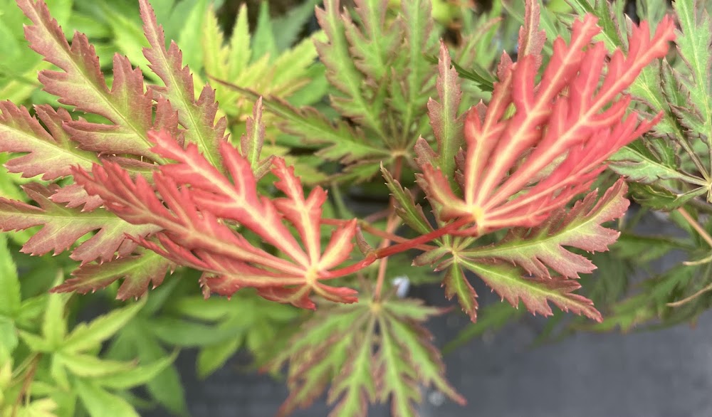 Acer palmatum 'Jeddeloh Orange'