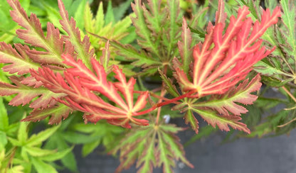 Acer palmatum 'Jeddeloh Orange'