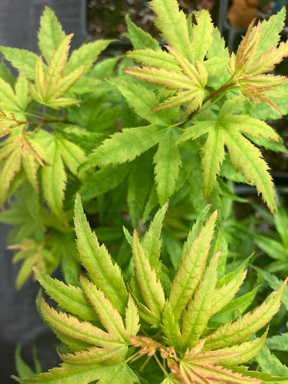 Acer palmatum 'Sharp's Pygmy'