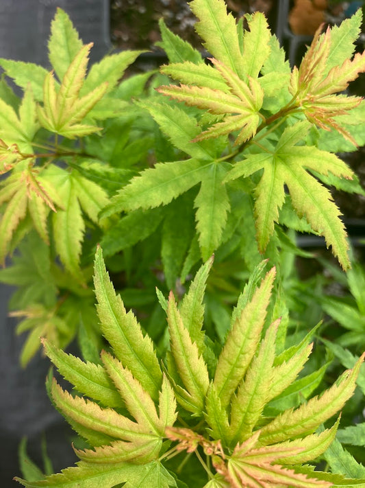 Acer palmatum 'Sharp's Pygmy'