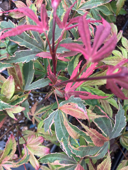 Acer palmatum 'Geisha Gone Wild'