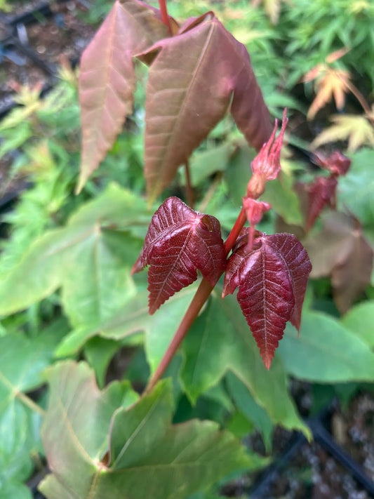 Acer wuyuanense RARE!