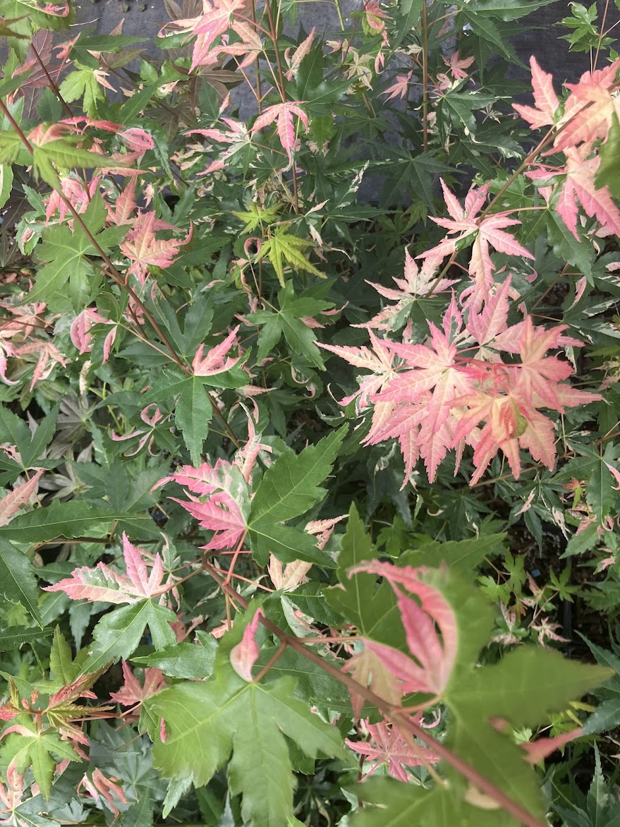 Acer palmatum 'Aizumi Nishiki'