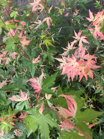 Acer palmatum 'Aizumi Nishiki'