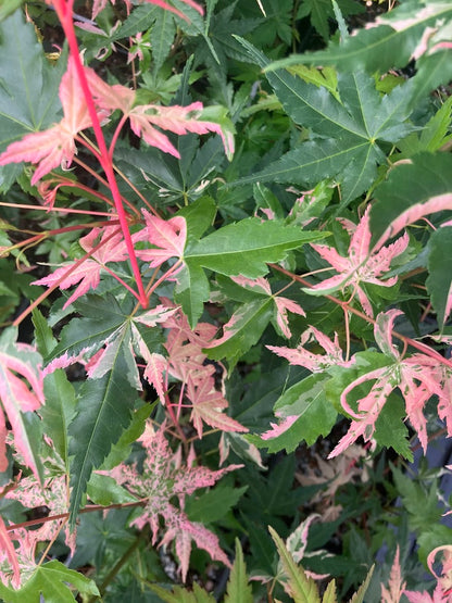 Acer palmatum 'Aizumi Nishiki'