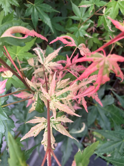 Acer palmatum 'Aizumi Nishiki'