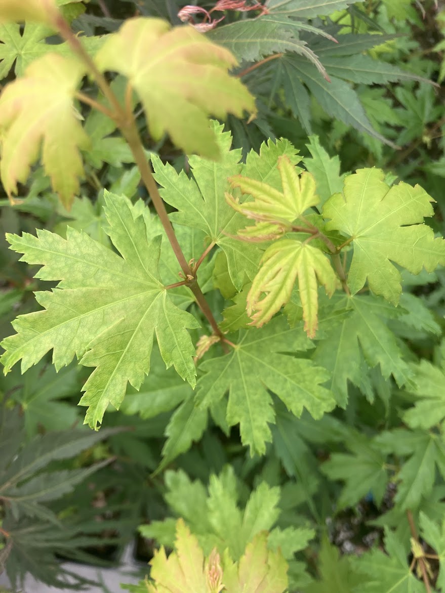 Acer palmatum 'Tiny Tim'