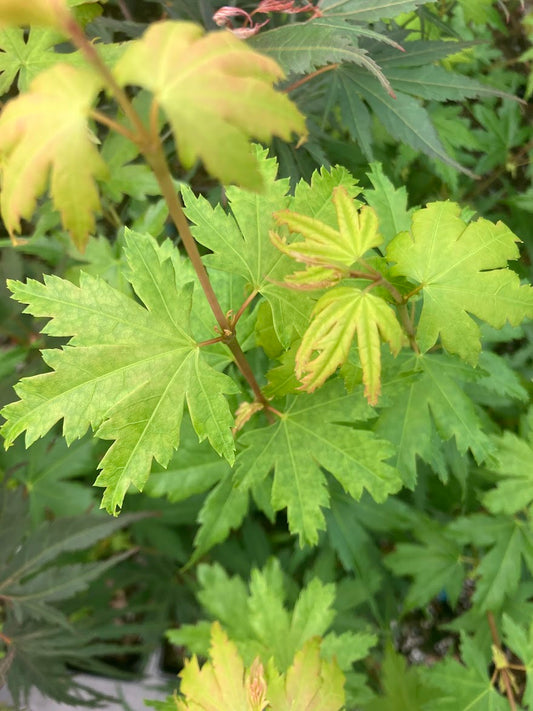 Acer palmatum 'Tiny Tim'