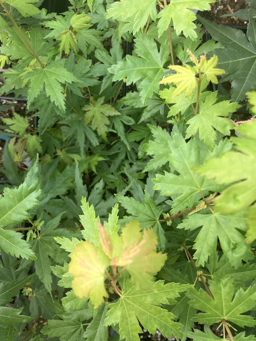 Acer palmatum 'Tiny Tim' – Garden Treasures Nursery