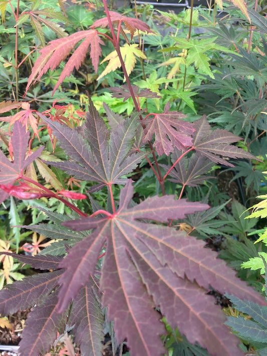 Acer palmatum 'Azuma Murasaki'