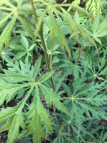 Acer palmatum 'Germaine's Gyration'