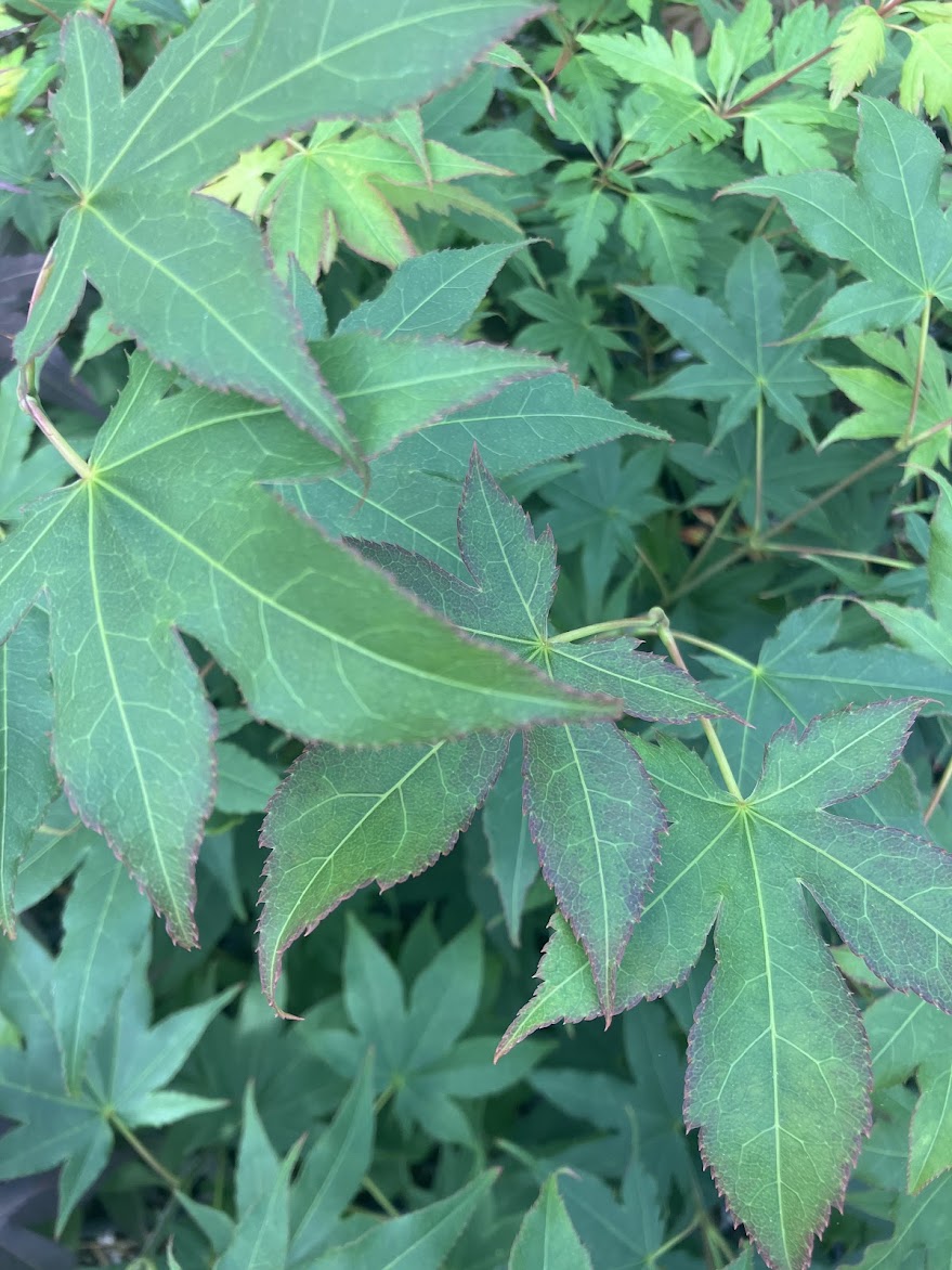 Acer palmatum 'Utsu Semi'