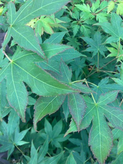 Acer palmatum 'Utsu Semi'