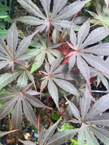Acer palmatum 'Inazuma'