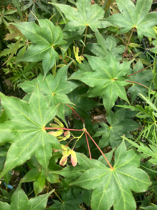 Acer palmatum 'Hiryu'