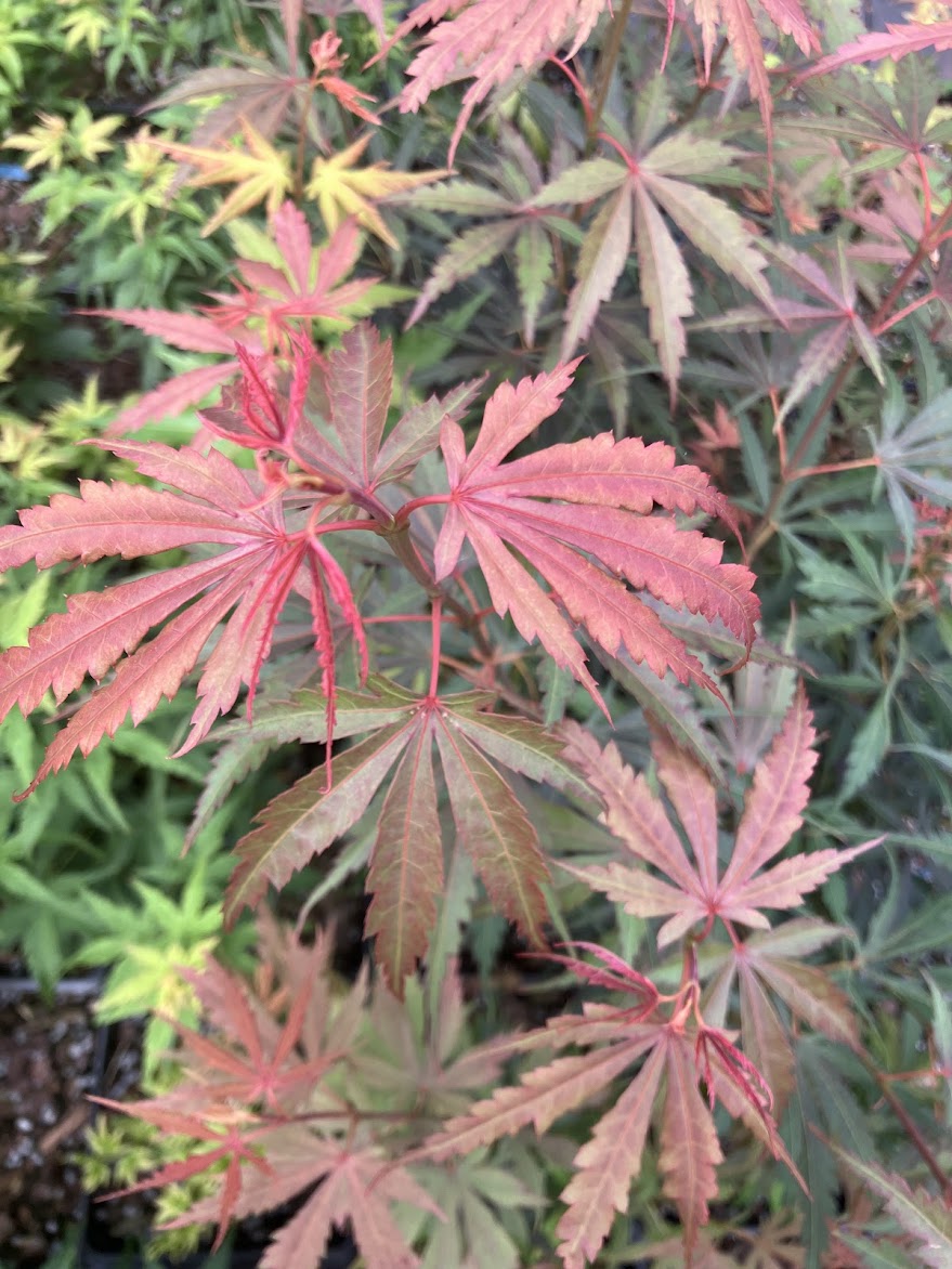 Acer palmatum 'Jerre Schwartz'