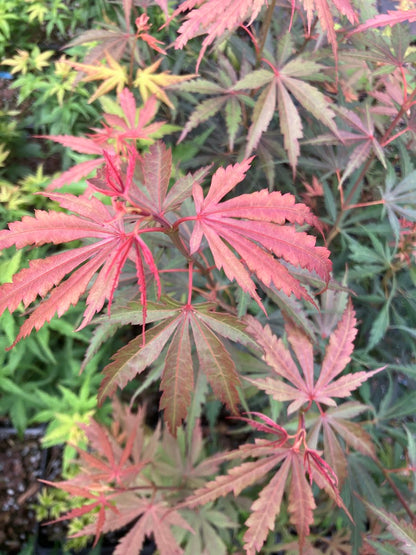 Acer palmatum 'Jerre Schwartz'